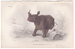 Flat-Nosed Rhinoceros